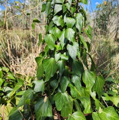 Hedera helix (Ivy) at Kaleen, ACT - 19 Mar 2024 by HarleyB