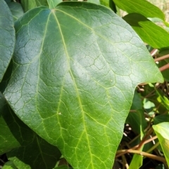 Hedera sp. (helix or hibernica) at Gungaderra Grasslands - 19 Mar 2024 02:46 PM