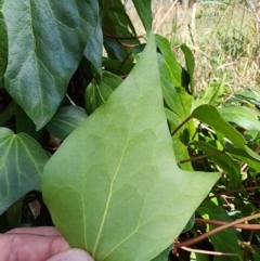 Hedera sp. (helix or hibernica) at Gungaderra Grasslands - 19 Mar 2024 02:46 PM