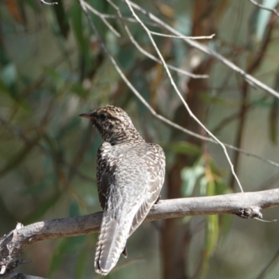 Cacomantis variolosus (Brush Cuckoo) at Hall, ACT - 19 Mar 2024 by Anna123