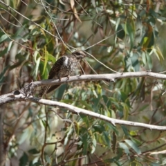 Cacomantis variolosus at Hall, ACT - 19 Mar 2024 10:22 AM