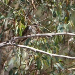 Cacomantis variolosus at Hall, ACT - 19 Mar 2024 10:22 AM