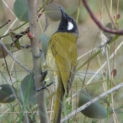 Nesoptilotis leucotis (White-eared Honeyeater) at Hall, ACT - 19 Mar 2024 by Anna123