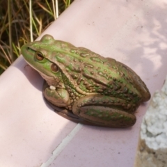 Litoria raniformis (Southern Bell Frog) at Freshwater Creek, VIC - 9 Feb 2023 by WendyEM
