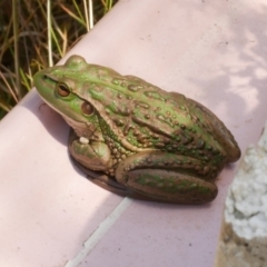 Litoria raniformis at WendyM's farm at Freshwater Ck. - 9 Feb 2023 by WendyEM