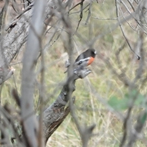 Petroica boodang at Hall, ACT - 19 Mar 2024 09:58 AM