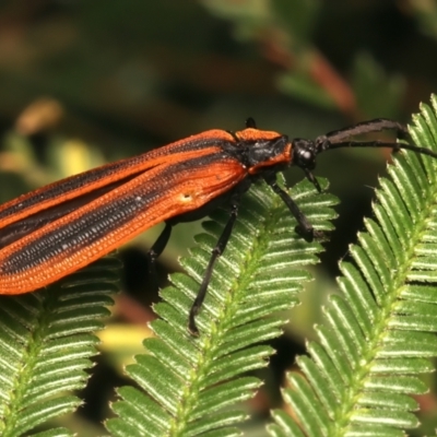 Trichalus ampliatus at Ainslie, ACT - 14 Mar 2024 by jb2602