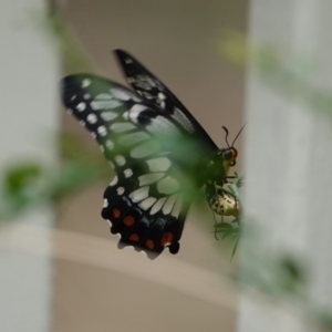 Papilio anactus at Hall, ACT - 18 Mar 2024