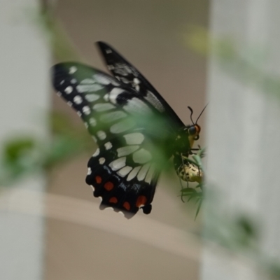 Papilio anactus (Dainty Swallowtail) at Hall, ACT - 18 Mar 2024 by Anna123