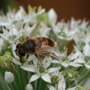 Eristalis tenax at Hall, ACT - 18 Mar 2024 11:06 AM