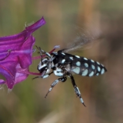 Thyreus caeruleopunctatus (Chequered cuckoo bee) at Jarramlee-West MacGregor Grasslands - 18 Mar 2024 by kasiaaus