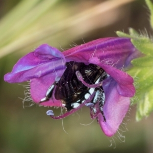 Thyreus caeruleopunctatus at Jarramlee North (JRN) - 19 Mar 2024