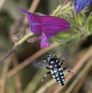 Thyreus caeruleopunctatus at Jarramlee North (JRN) - 19 Mar 2024