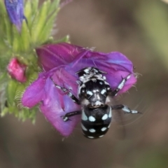 Thyreus caeruleopunctatus at Jarramlee North (JRN) - 19 Mar 2024