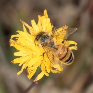 Apis mellifera at Dunlop, ACT - 19 Mar 2024 10:43 AM