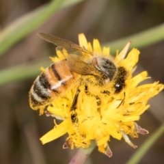 Apis mellifera at Dunlop, ACT - 19 Mar 2024 10:43 AM