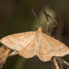 Scopula rubraria (Reddish Wave, Plantain Moth) at Jarramlee-West MacGregor Grasslands - 18 Mar 2024 by kasiaaus