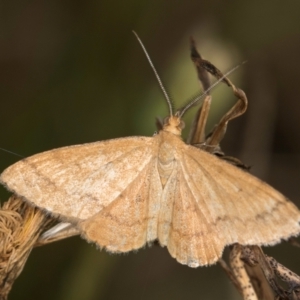 Scopula rubraria at Dunlop, ACT - 19 Mar 2024 10:18 AM