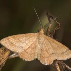 Scopula rubraria at Dunlop, ACT - 19 Mar 2024