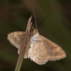 Scopula rubraria at Dunlop, ACT - 19 Mar 2024 10:18 AM