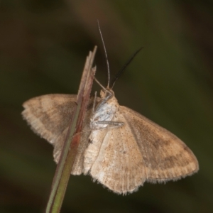 Scopula rubraria at Dunlop, ACT - 19 Mar 2024 10:18 AM