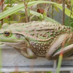 Litoria raniformis (Southern Bell Frog) at Freshwater Creek, VIC - 14 Mar 2023 by WendyEM