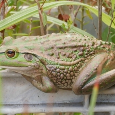 Litoria raniformis (Southern Bell Frog) at Freshwater Creek, VIC - 14 Mar 2023 by WendyEM