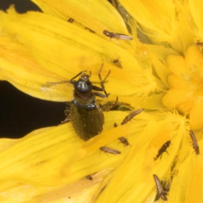 Dasytinae (subfamily) (Soft-winged flower beetle) at Jarramlee-West MacGregor Grasslands - 18 Mar 2024 by kasiaaus