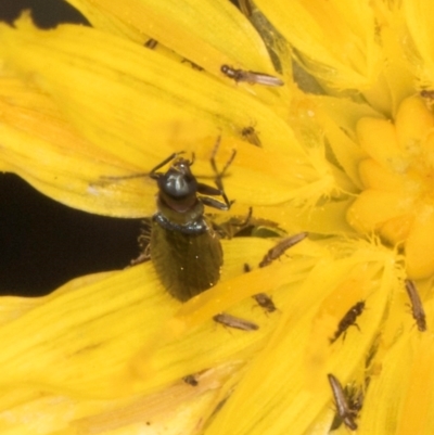 Dasytinae (subfamily) (Soft-winged flower beetle) at Dunlop, ACT - 18 Mar 2024 by kasiaaus