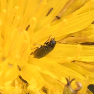 Dasytinae (subfamily) at Dunlop, ACT - 19 Mar 2024