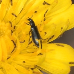 Dasytinae (subfamily) at Dunlop, ACT - 19 Mar 2024