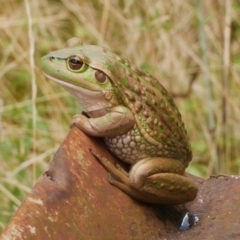 Litoria raniformis (Southern Bell Frog) at Freshwater Creek, VIC - 6 Mar 2023 by WendyEM