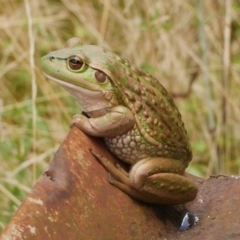 Litoria raniformis (Southern Bell Frog) at WendyM's farm at Freshwater Ck. by WendyEM