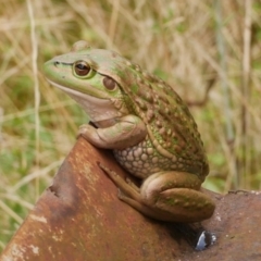 Litoria raniformis at WendyM's farm at Freshwater Ck. - 6 Mar 2023 by WendyEM