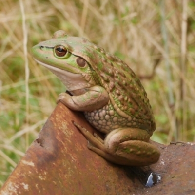 Litoria raniformis (Southern Bell Frog) at Freshwater Creek, VIC - 6 Mar 2023 by WendyEM