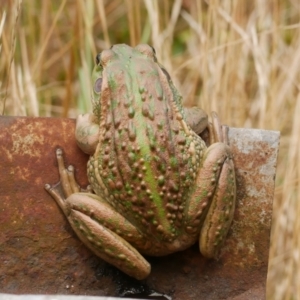 Litoria raniformis at suppressed - suppressed