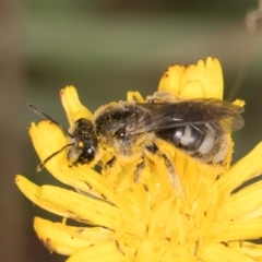 Lasioglossum (Chilalictus) lanarium (Halictid bee) at Jarramlee-West MacGregor Grasslands - 18 Mar 2024 by kasiaaus