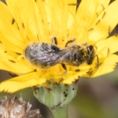 Lasioglossum (Chilalictus) lanarium at Jarramlee North (JRN) - 19 Mar 2024