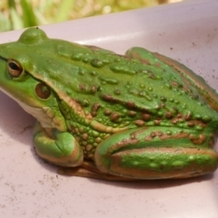 Unidentified Frog at Freshwater Creek, VIC - 20 Dec 2022 by WendyEM