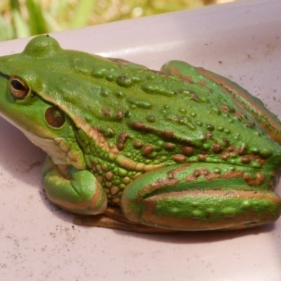 Litoria raniformis (Southern Bell Frog) at Freshwater Creek, VIC - 20 Dec 2022 by WendyEM