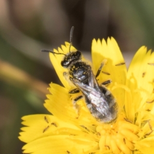 Lasioglossum (Chilalictus) lanarium at Dunlop, ACT - 19 Mar 2024