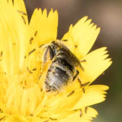 Lasioglossum (Chilalictus) lanarium at Dunlop, ACT - 19 Mar 2024