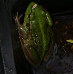 Litoria raniformis (Southern Bell Frog) at Freshwater Creek, VIC - 15 Nov 2022 by WendyEM