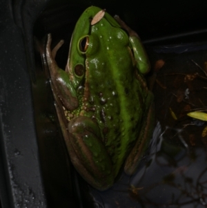 Litoria raniformis at suppressed - suppressed