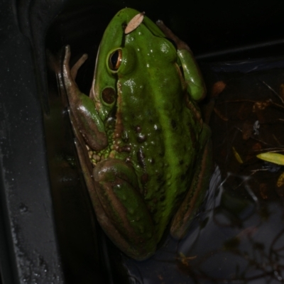 Litoria raniformis (Southern Bell Frog) at WendyM's farm at Freshwater Ck. by WendyEM