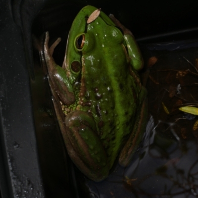 Litoria raniformis (Southern Bell Frog) by WendyEM