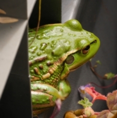 Litoria raniformis (Southern Bell Frog) at WendyM's farm at Freshwater Ck. - 16 Nov 2022 by WendyEM