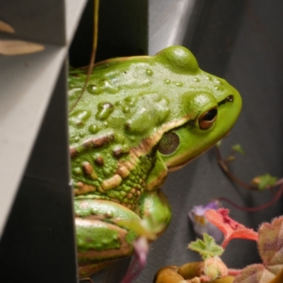 Litoria raniformis (Southern Bell Frog) at WendyM's farm at Freshwater Ck. by WendyEM