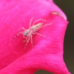 Helpis minitabunda (Threatening jumping spider) at Wodonga - 19 Mar 2024 by KylieWaldon