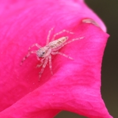 Unidentified Spider (Araneae) at Wodonga - 19 Mar 2024 by KylieWaldon